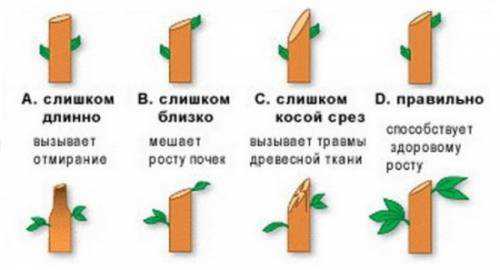 протеиновые коктейли: как и зачем пить